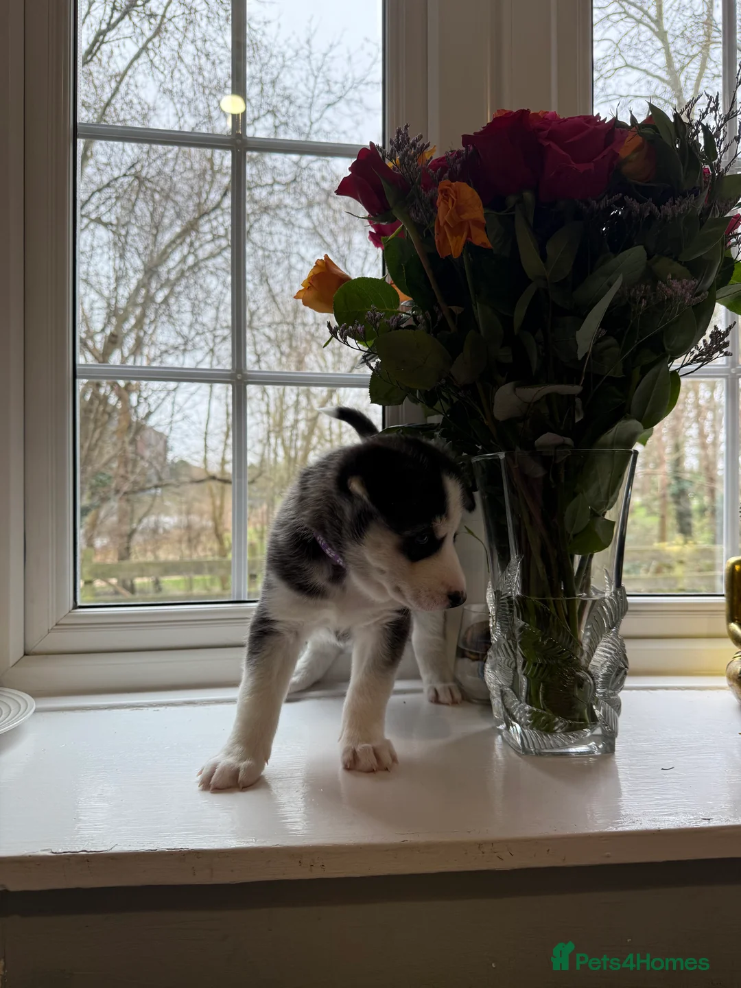 Siberian Husky dogs for sale: Gorgeous, Healthy & Fully Insured Siberian puppies in Stanmore - Advert 36