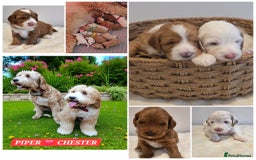 Labrador Retriever dogs for stud: Hip0/0 Elbow 0/0 Australian Labradoodle  - Advert 30