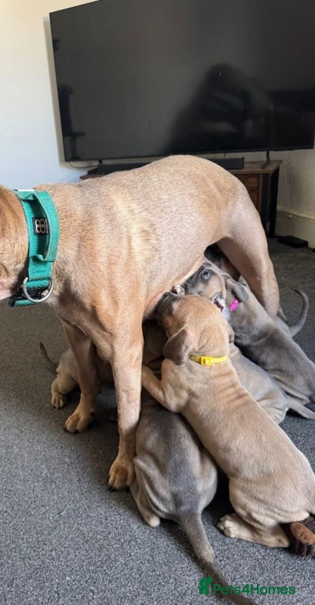 Cane Corso dogs for sale: Cane Corso Puppies - Advert 8