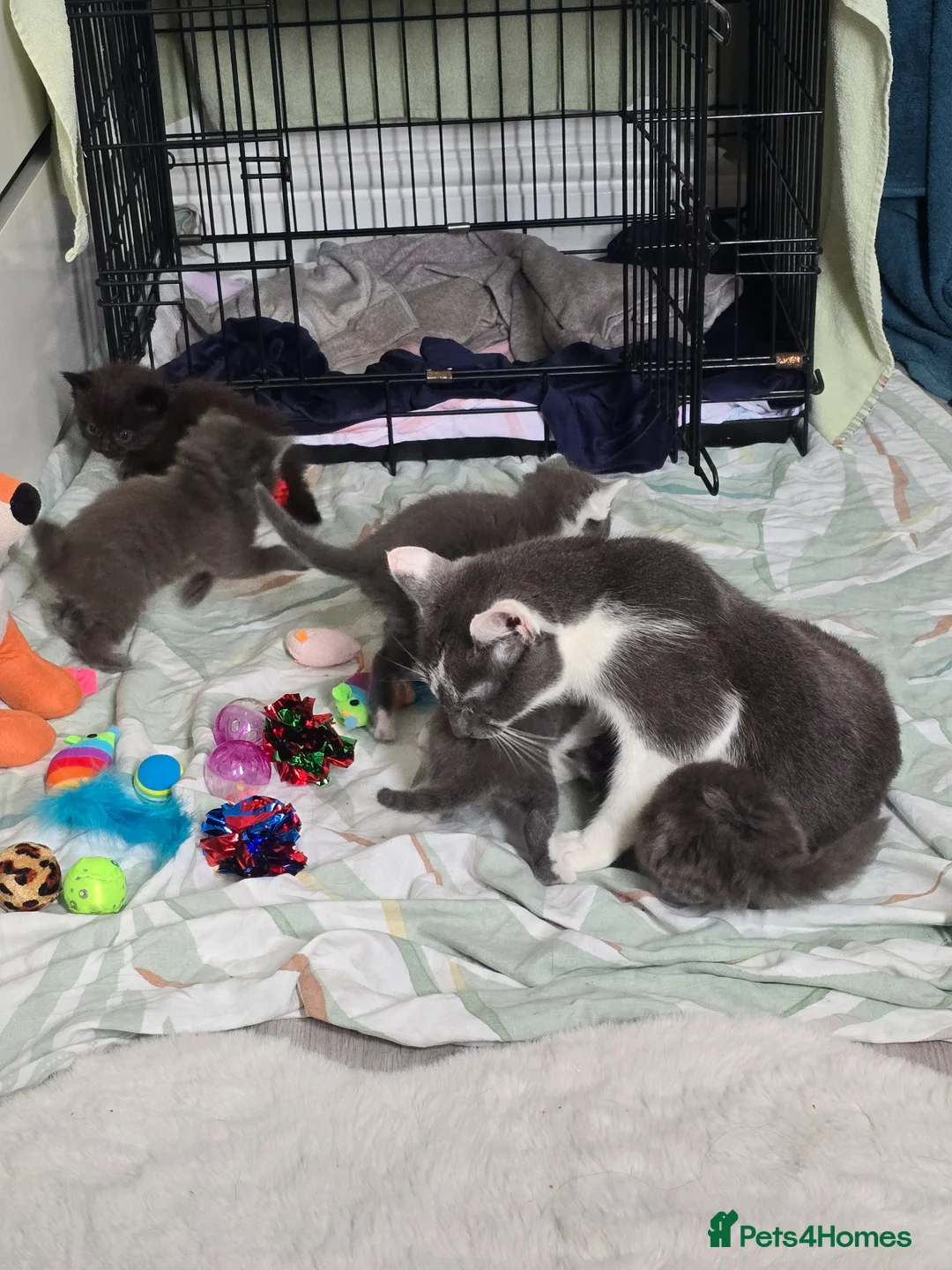 Mixed Breed cats for sale: 5 beautiful kittens  - Advert 14