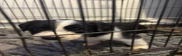 Mixed Breed dogs for sale: Black and White Sprollies 🤍🖤 - Advert 8