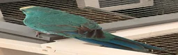 Parrots birds for sale: Bonded  kakariki male and female 7 months old i - Advert 18