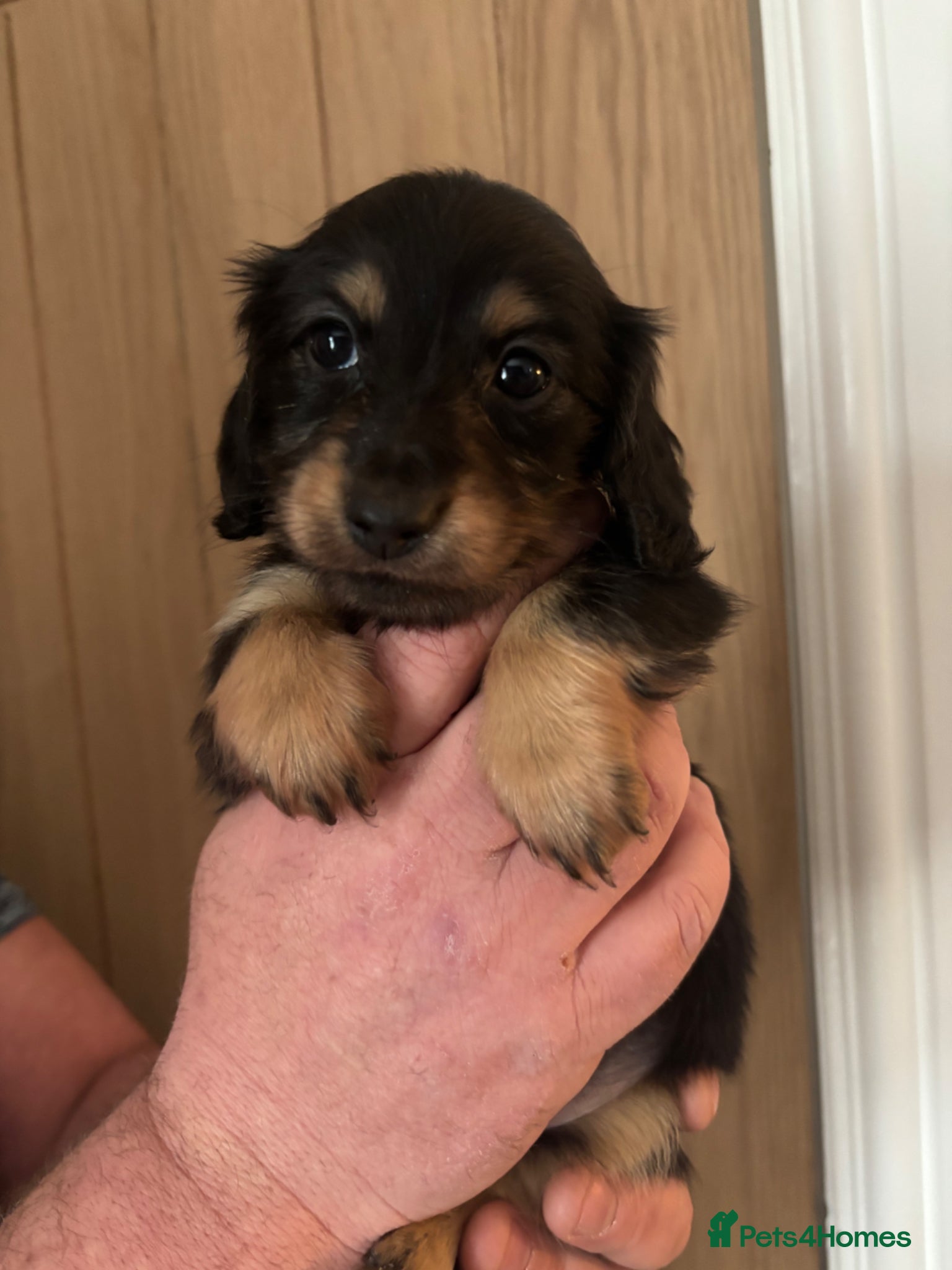 Miniature Dachshund dogs Beautiful longhaired Mini dachshunds  - Advert 12