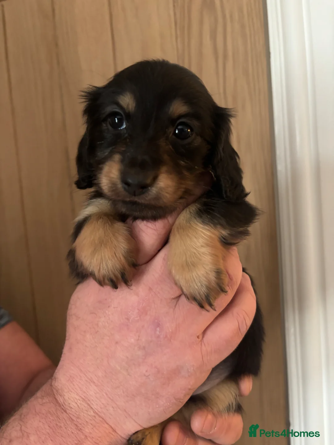 Miniature Dachshund dogs for sale: Beautiful longhaired Mini dachshunds  - Advert 2