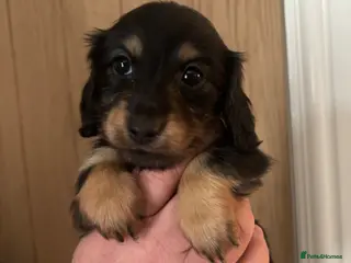 Miniature Dachshund dogs Beautiful longhaired Mini dachshunds - Advert 12