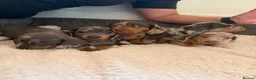 Dachshund dogs for sale: DACHSHUND PUPPIES FOR SALE - Advert 1