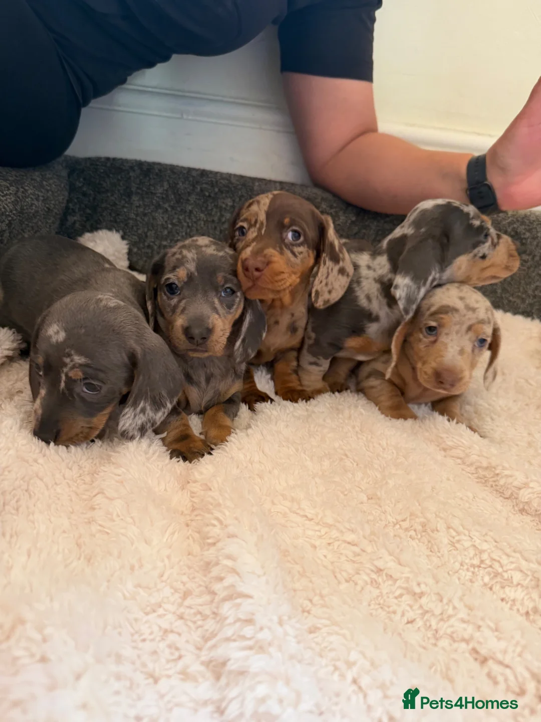 Dachshund dogs for sale: DACHSHUND PUPPIES FOR SALE - Advert 1