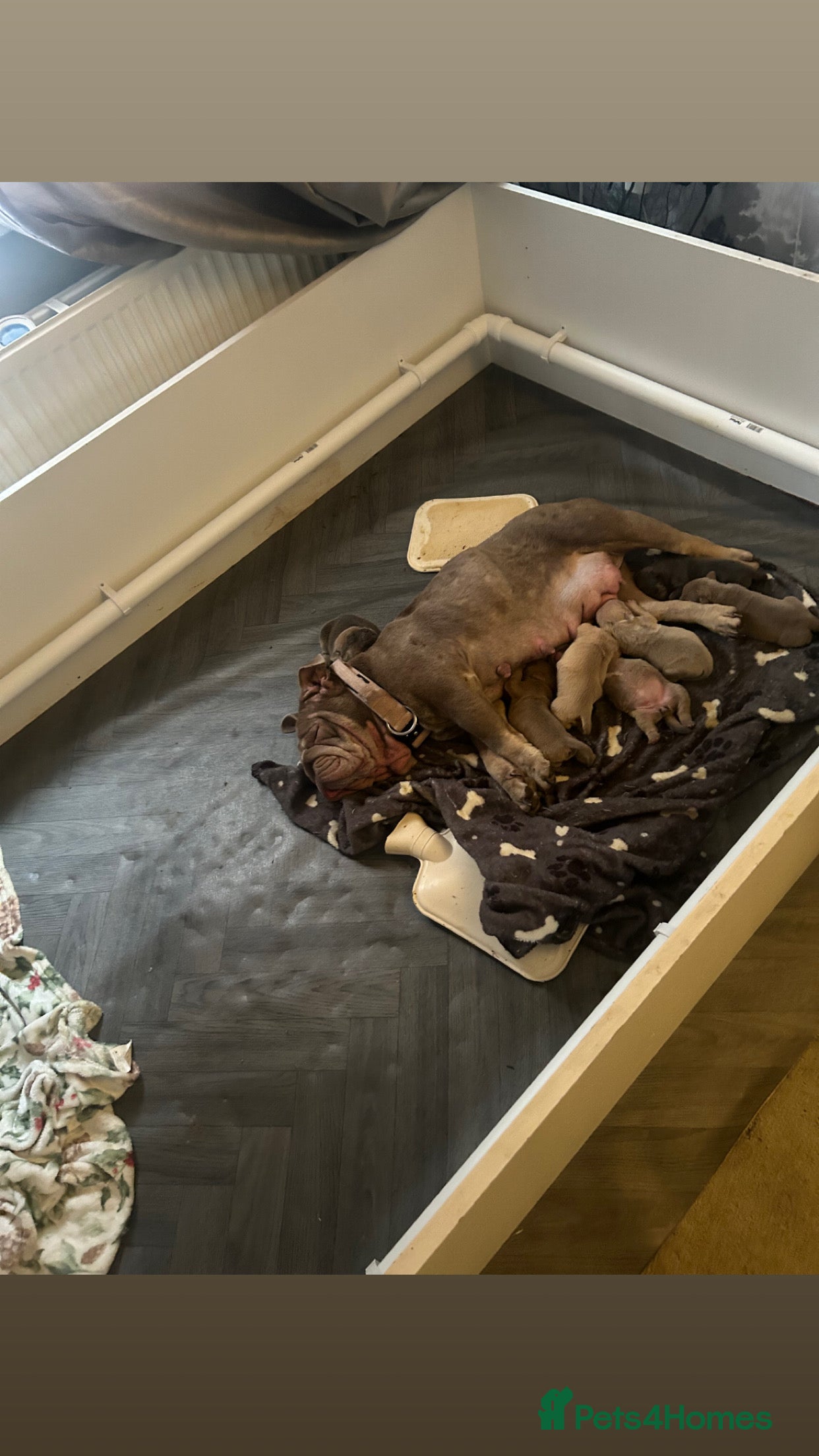 Mixed Breed dogs English bulldog x pups available  - Advert 10