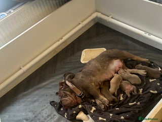 Mixed Breed dogs English bulldog x pups available - Advert 1
