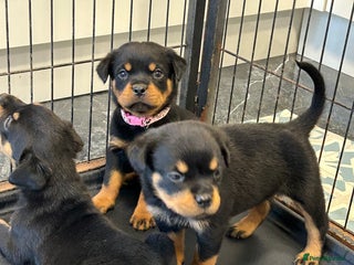 Rottweiler dogs Champion bloodline Rottwiler Puppies - Advert 5