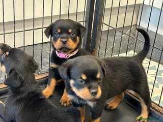Rottweiler dogs Champion bloodline Rottwiler Puppies - Advert 4