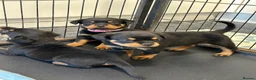 Rottweiler dogs for sale: Champion  bloodline Rottwiler Puppies  - Advert 5