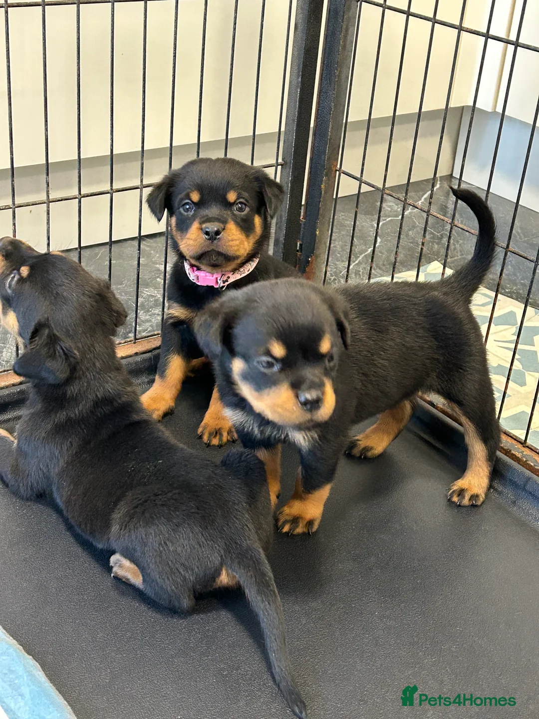 Rottweiler dogs for sale: Champion  bloodline Rottwiler Puppies  - Advert 5