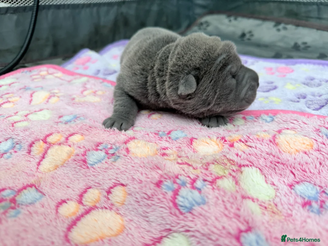Shar Pei dogs for sale: Shar Pei Dilute puppies  - Advert 4