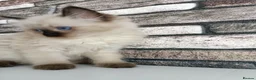 Ragdoll cats for sale: 4 pure ragdoll kitten ready to leave🐾 - Advert 26
