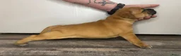 Staffordshire Bull Terrier dogs for sale: 🔥READY! KCREG STAFFY PUPPS–OUTSTANDING QUALITY 🔥 - Advert 24
