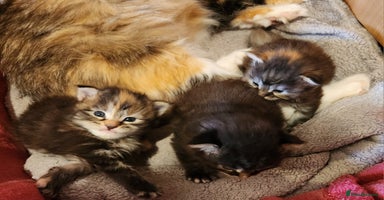 Maine Coon cats - Advert 14