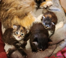 Maine Coon cats - Advert 2