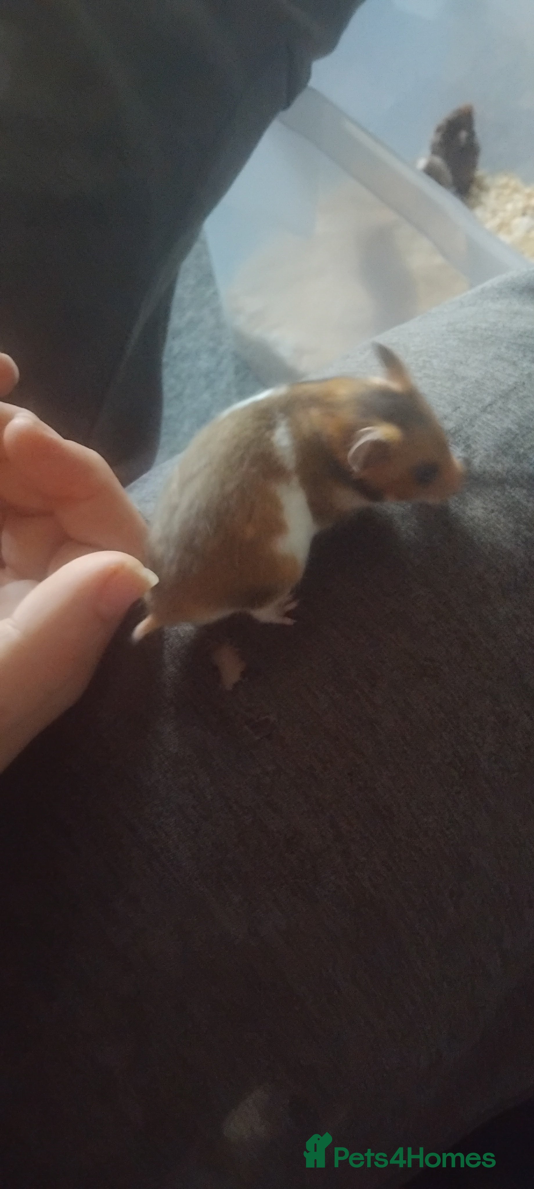 Hamster rodents Baby syrians - Advert 21