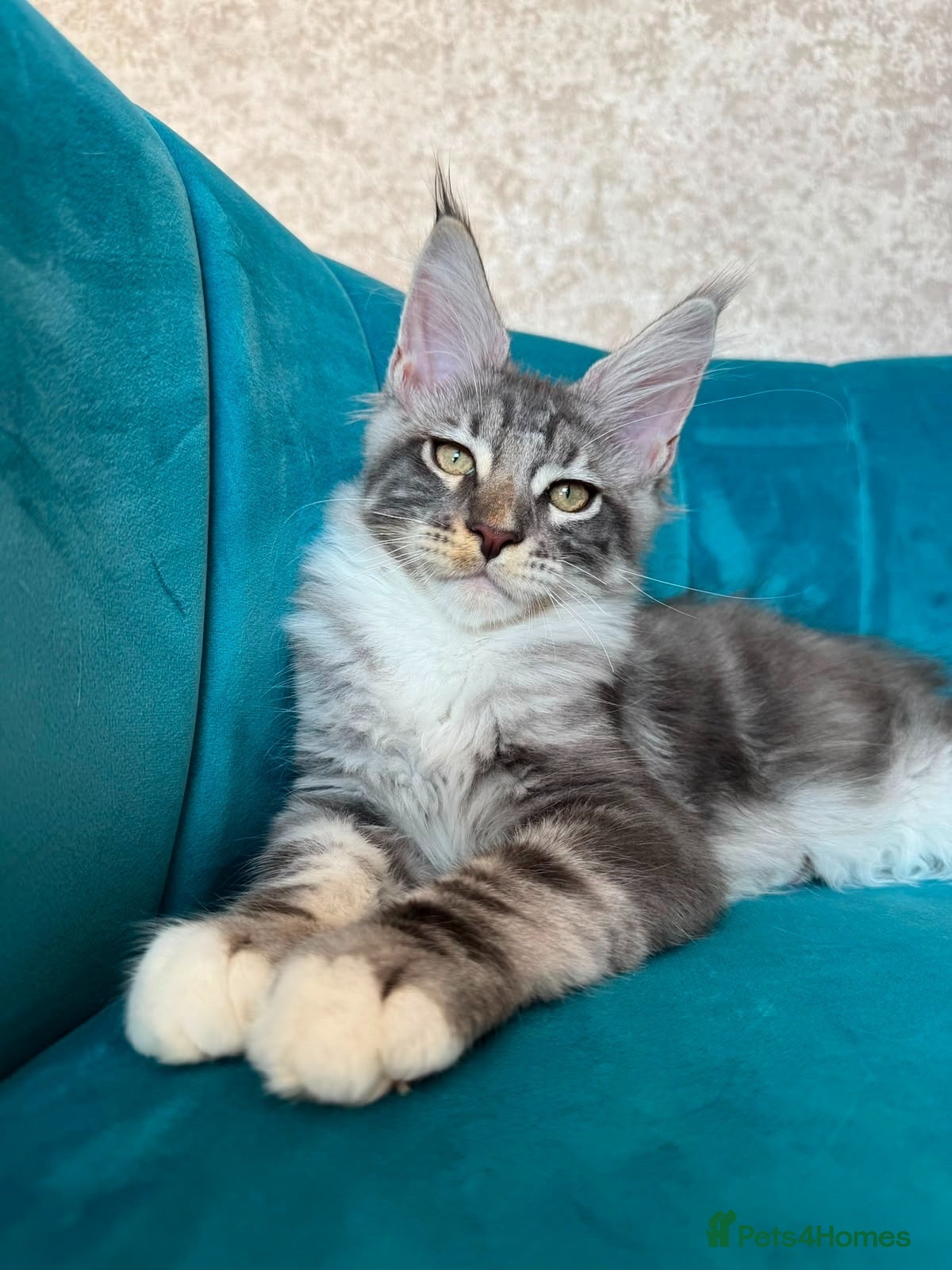 Maine Coon cats TICA Pedigree Registered Maine Coon Kittens - Advert 1