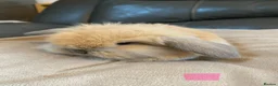 Mini Lop rabbits for sale: Mini lop litter ready soon. - Advert 2