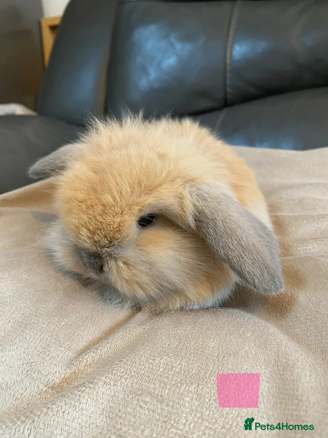 Mini Lop rabbits for sale: Mini lop litter ready soon. - Advert 2