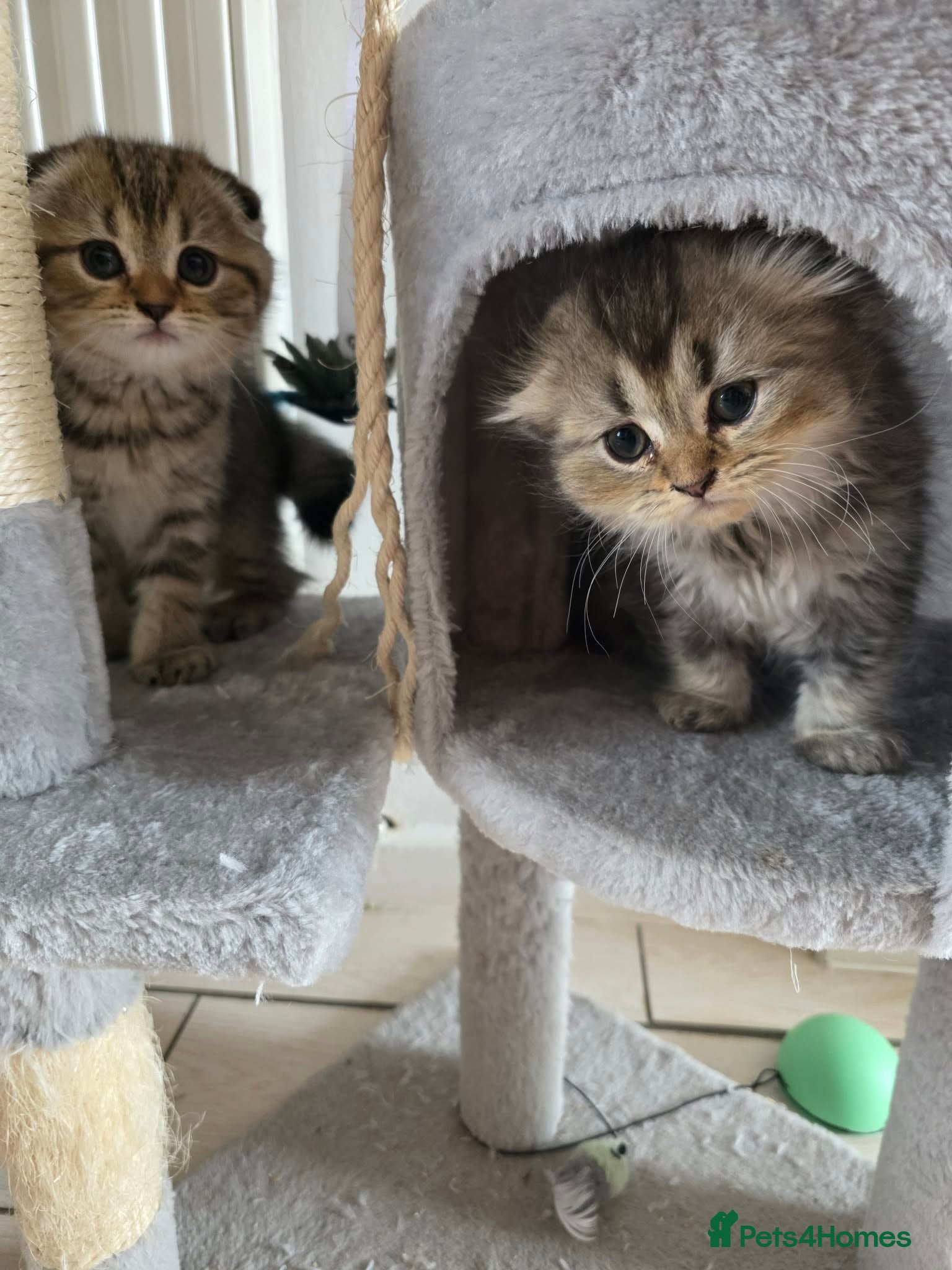 Scottish Fold cats Only 2 left!! Beautiful Scottish Fold Kittens  - Advert 1