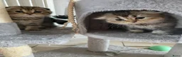 Scottish Fold cats for sale: Only 2 left!! Beautiful Scottish Fold Kittens  - Advert 5