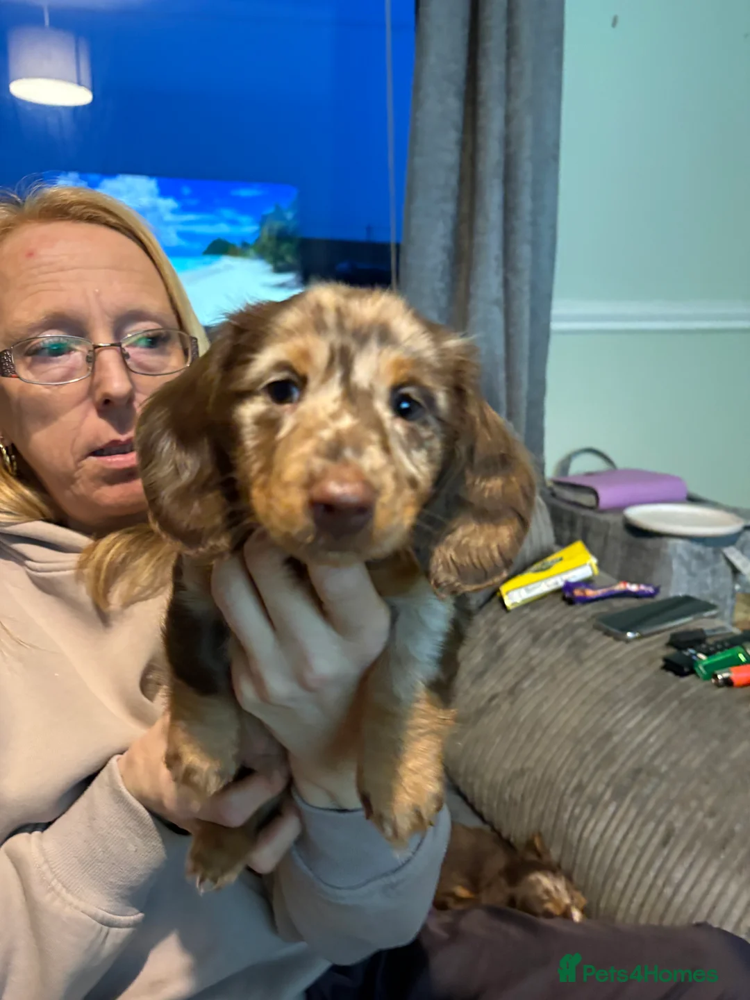Dachshund dogs for sale: Long haired girl and left  - Advert 5