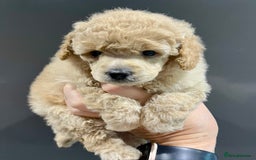 Toy Poodle dogs for sale: KC Toy Poodle Puppies - Image 14