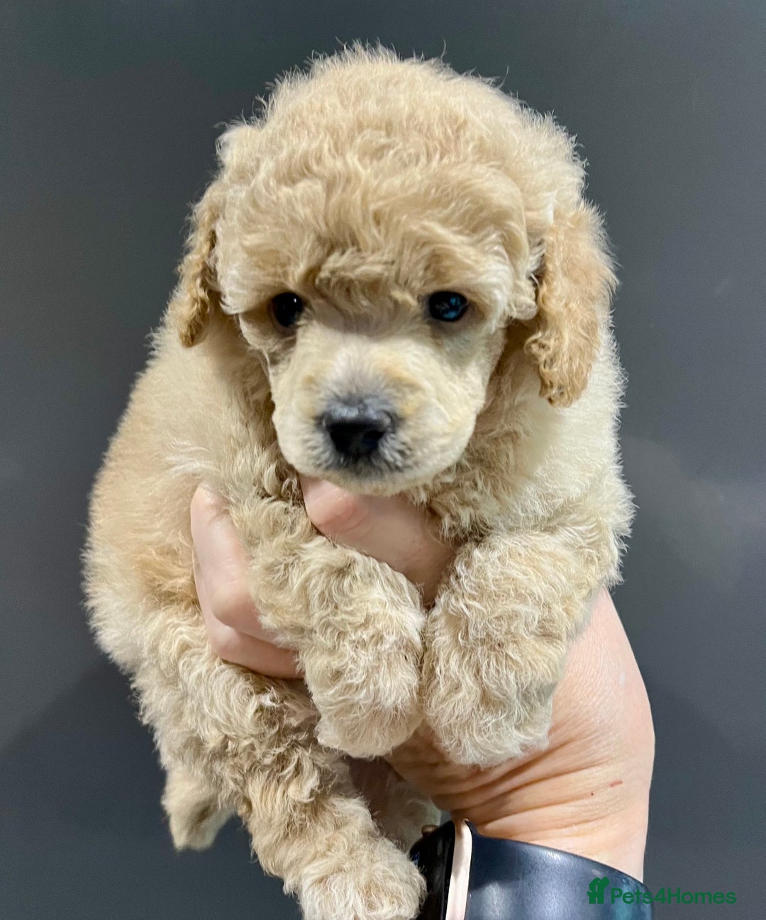 Toy Poodle dogs for sale: KC Toy Poodle Puppies - Image 14