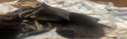 Mixed Breed cats for sale: Beautiful kittens - Advert 8