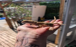 Bearded Dragon reptiles for sale: All reptile rescue  - Image 1