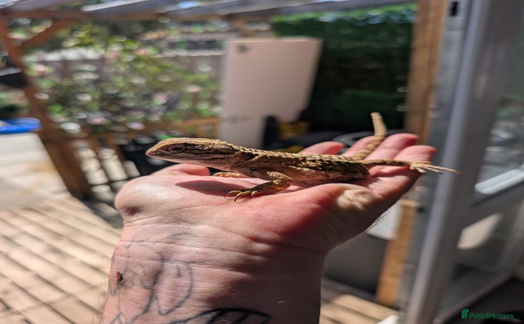 Bearded Dragon reptiles - Advert 1