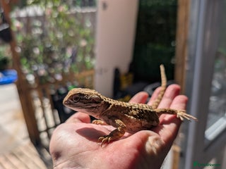 Bearded Dragon reptiles - Advert 5