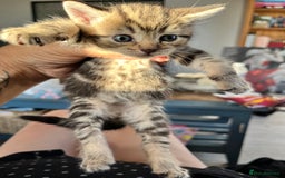 Mixed Breed cats for sale: Kittens for sale  - Image 10