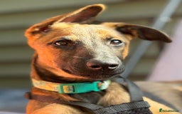 Mixed Breed dogs for adoption: 🐾 Meet Nami 🐾 - Image 2