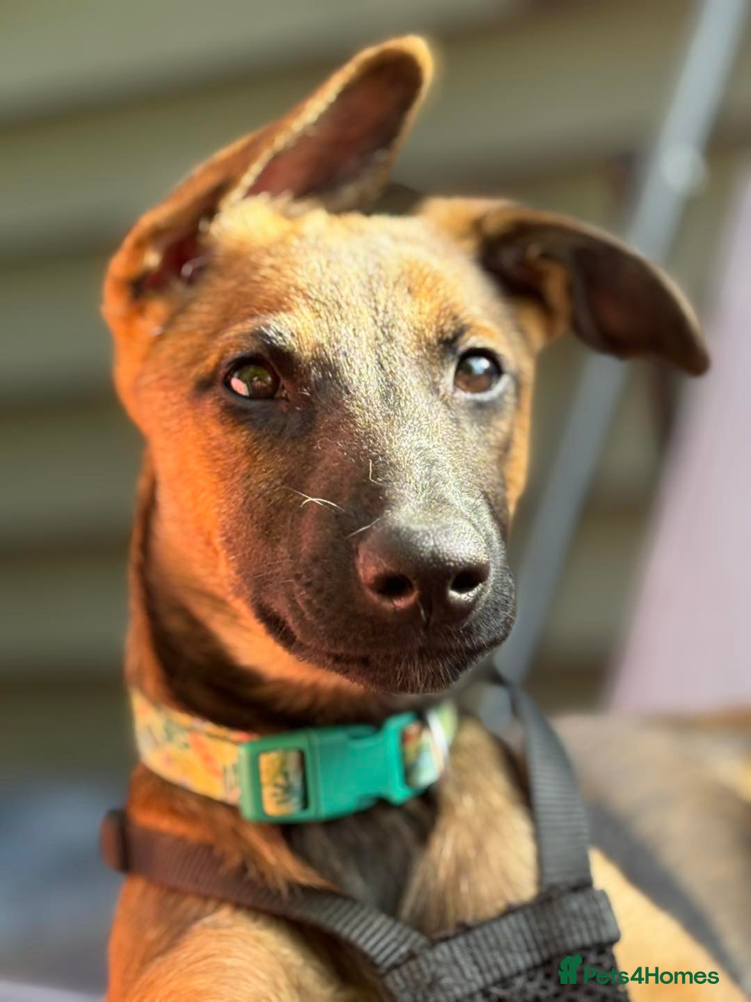 Mixed Breed dogs for adoption: 🐾 Meet Nami 🐾 - Image 2