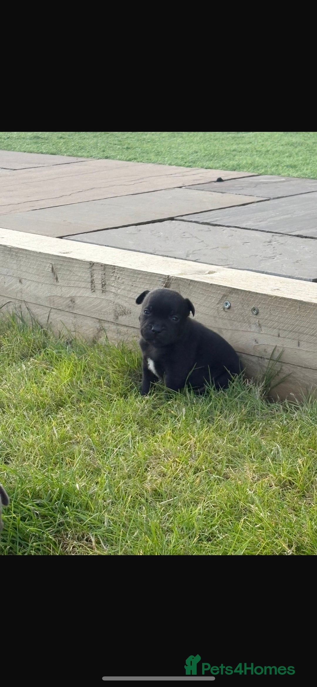 Staffordshire Bull Terrier dogs for sale: Beautiful staffordshire bull terrier puppies  - Image 4
