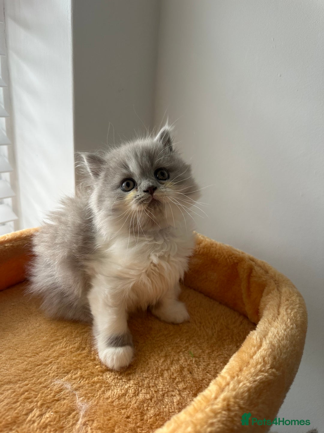 British Shorthair cats for sale: 🐻 Beautiful Teddy Bear BSH and BLH 🐻 - Image 11