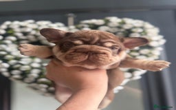 French Bulldog dogs for sale: 2 fluffy frenchies ready to leave 3rd july in Ferndale - Image 35