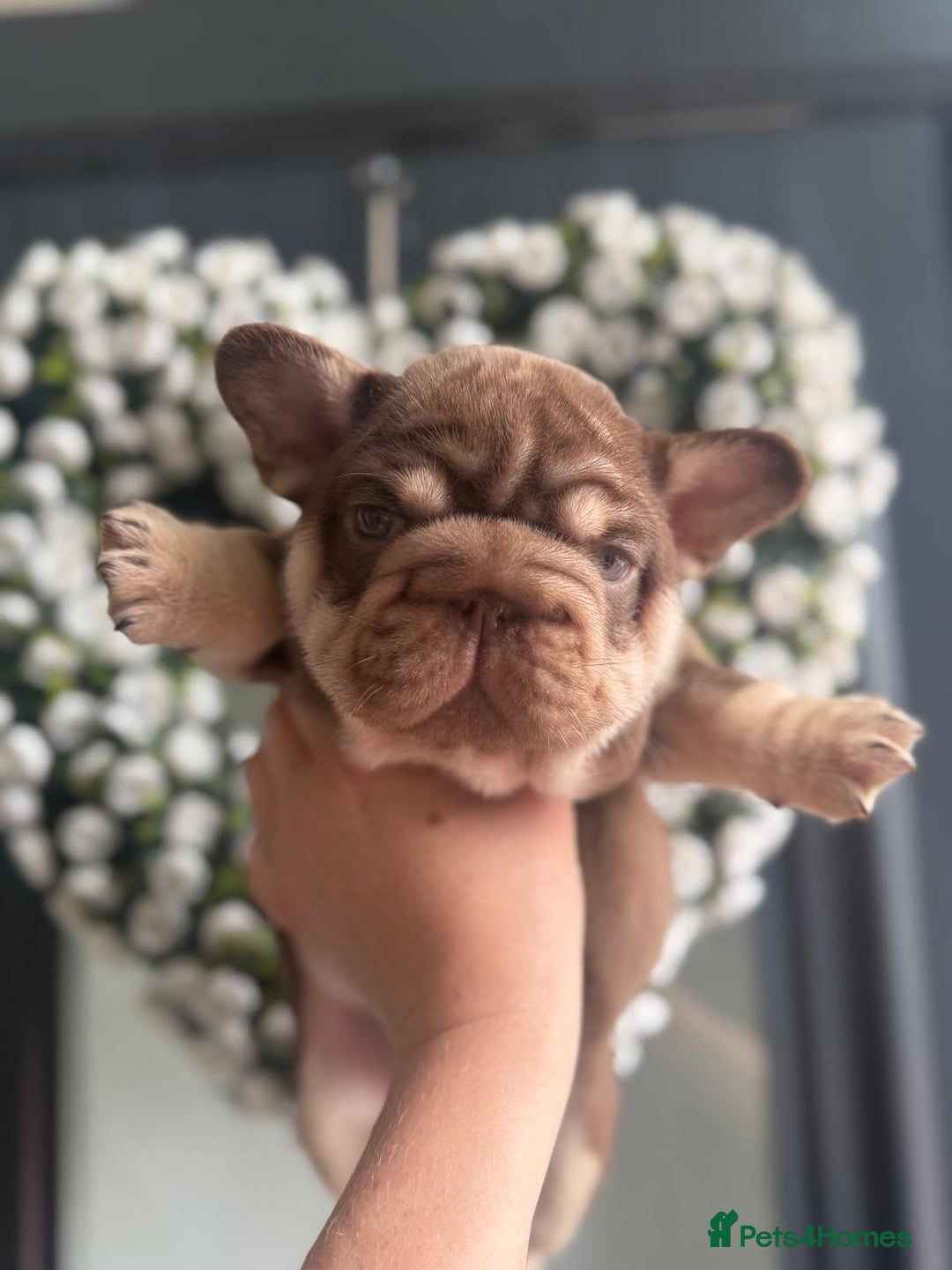 French Bulldog dogs for sale: 2 fluffy frenchies ready to leave 3rd july in Ferndale - Image 35