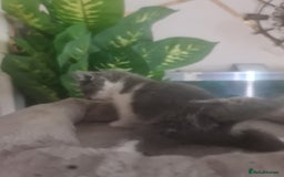 Mixed Breed cats for sale: Stunning  kittens looking  4 new home - Image 12