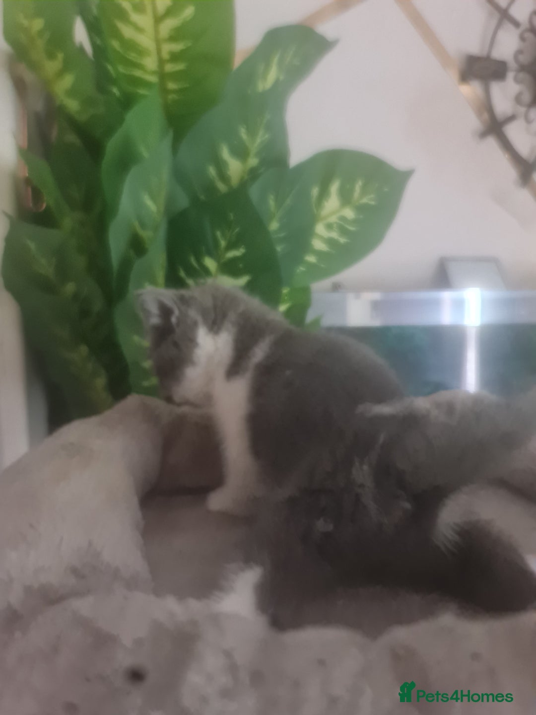 Mixed Breed cats for sale: Stunning  kittens looking  4 new home - Image 12