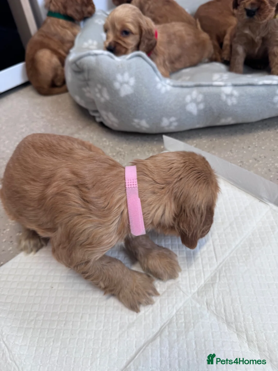 Cocker Spaniel dogs for sale: Cocker spaniel puppies  - Advert 39
