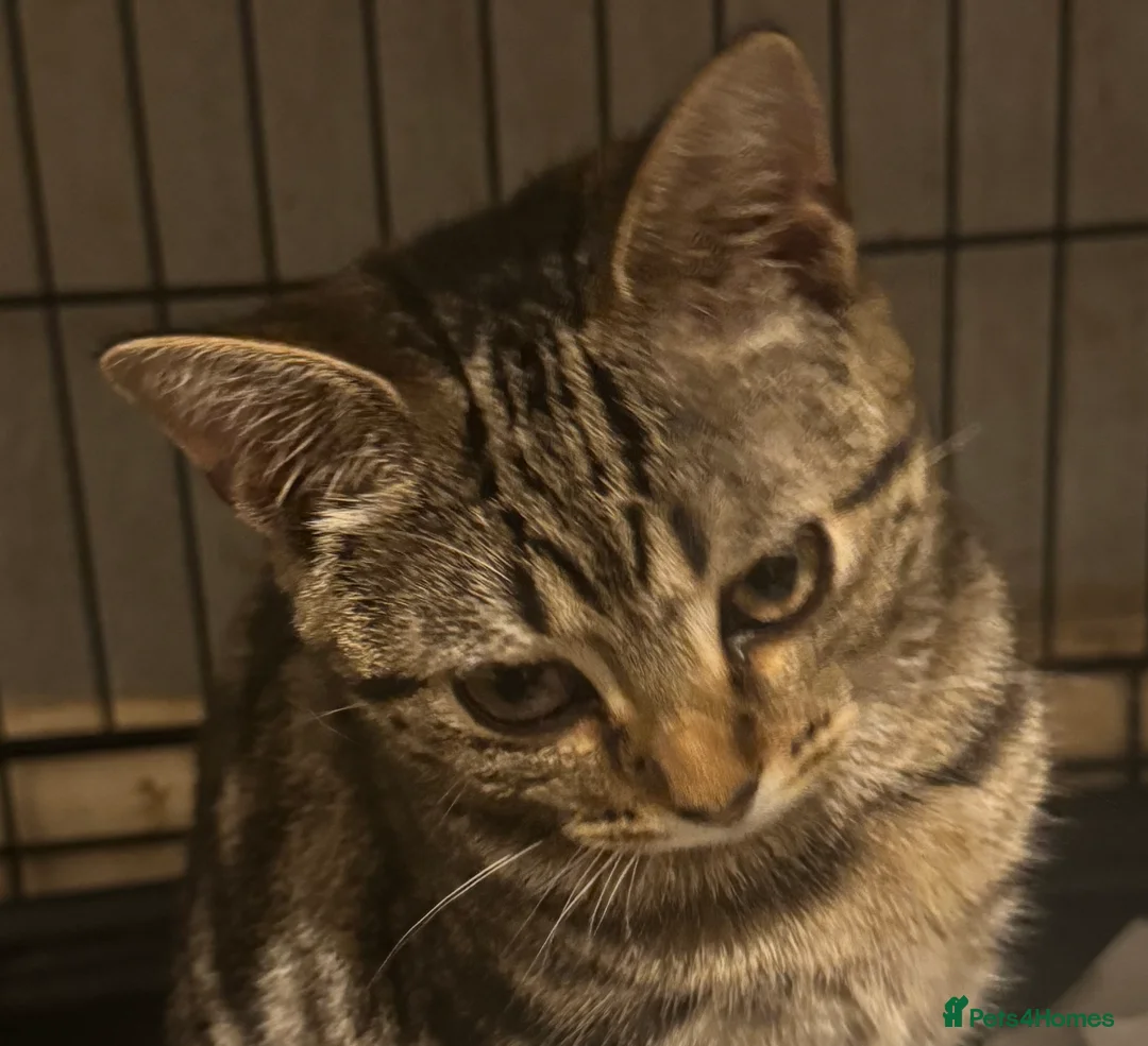 Mixed Breed cats for sale: Elmo and Pixie  in Sutton Coldfield - Advert 2