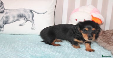 Dachshund dogs - Advert 5