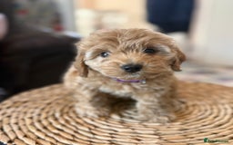 Mixed Breed dogs for sale: Toy Maltipoo X Miniature Labradoodle Puppies - Image 17