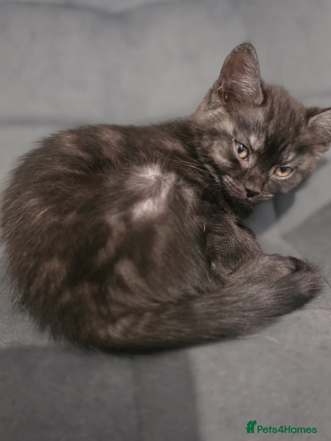 Mixed Breed cats for sale: Loveley Kittens looking for home - Advert 9