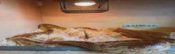 Corn Snake reptiles for sale: Mr Alexander in Lydney - Advert 2
